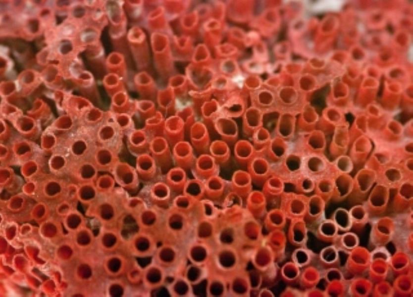 Organ Pipe Coral