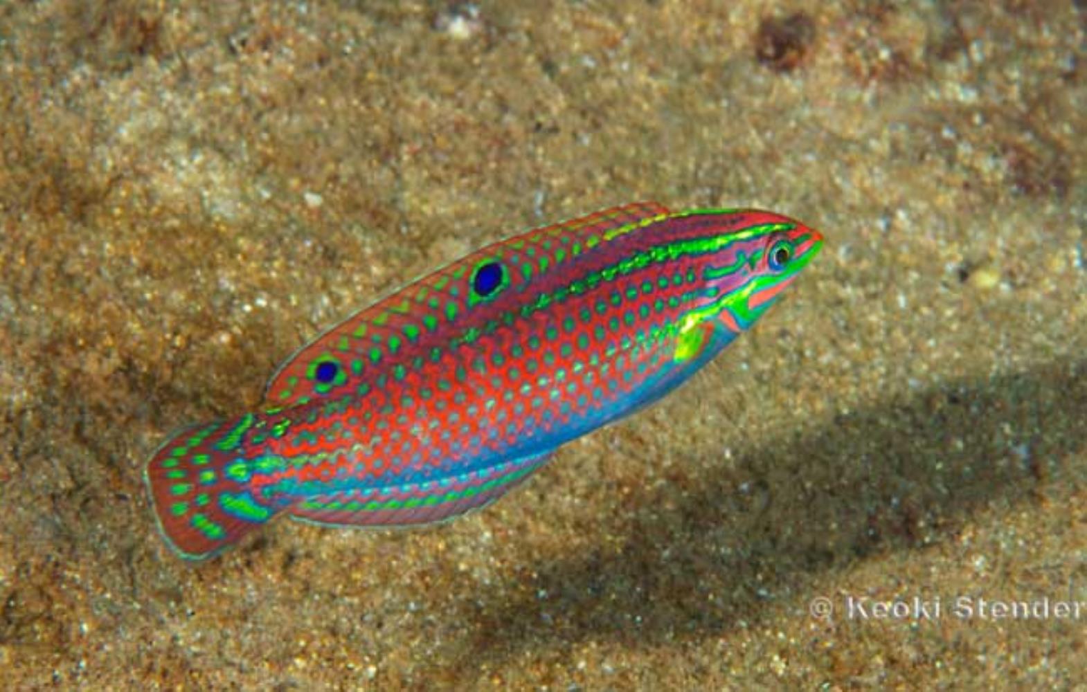 Ornamented Wrasse