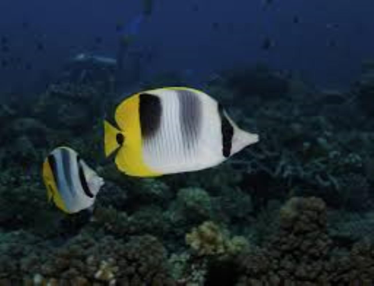 Pacific Double-Saddle Butterflyfish