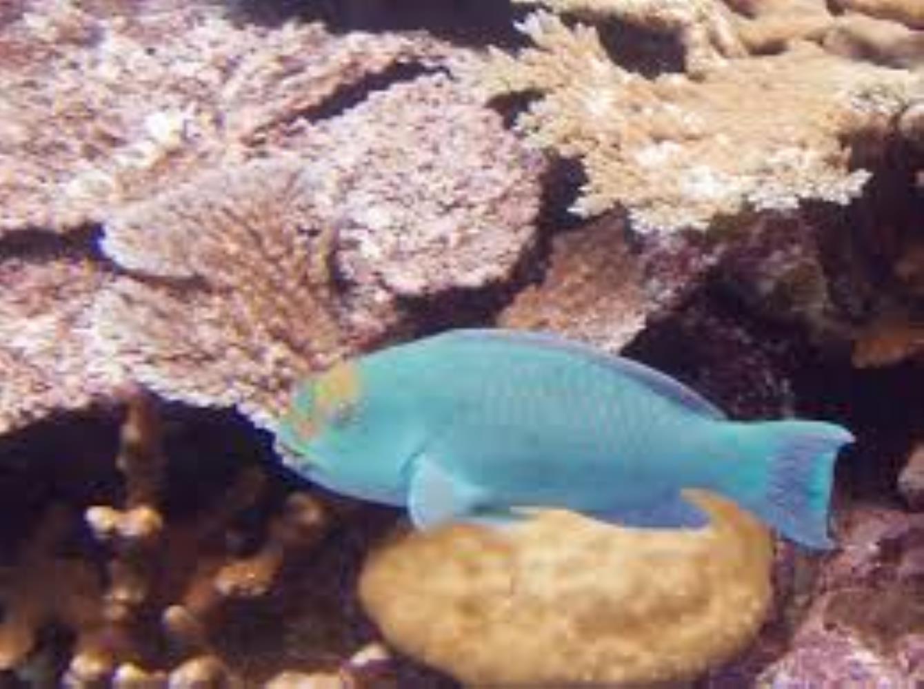 Pacific Slopehead/ Tan-faced Parrotfish