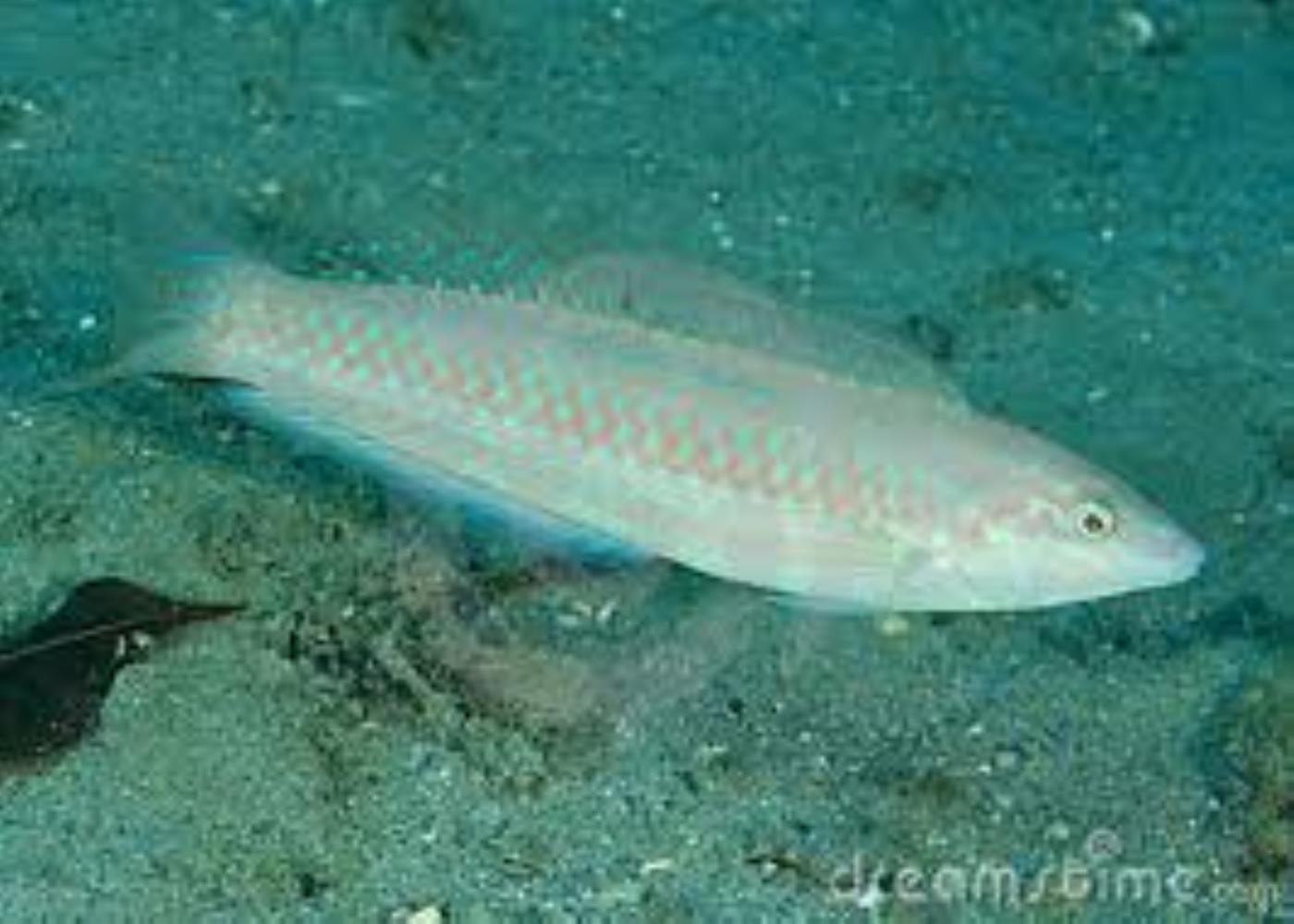 Painted Wrasse