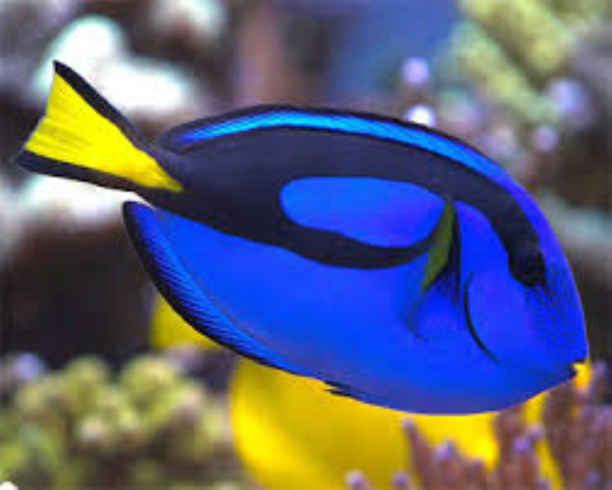 palette-surgeonfish-information-and-picture-sea-animals