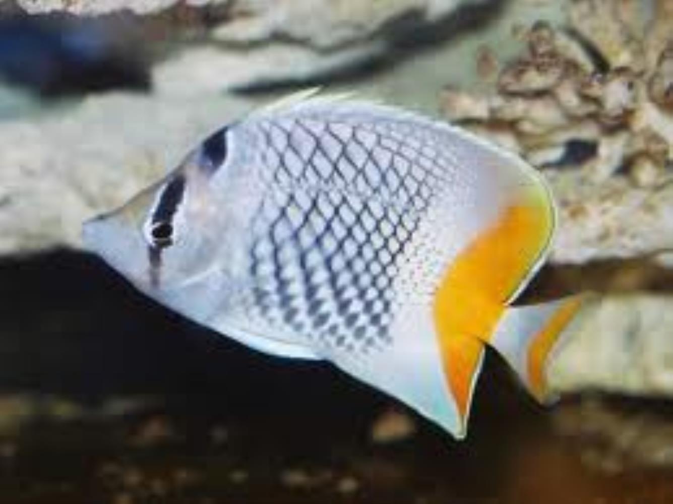 Pearlscale Butterflyfish