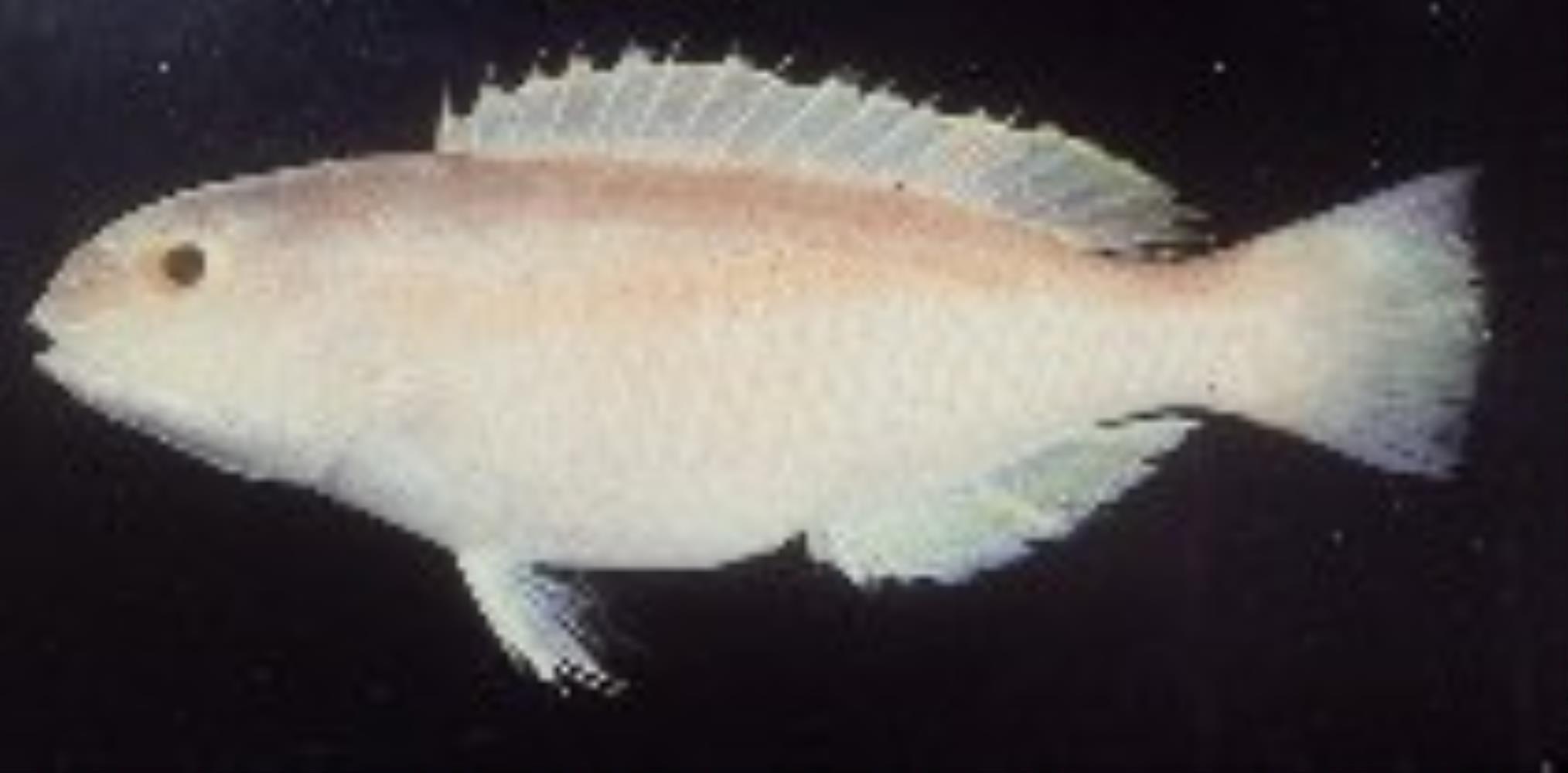 Pearly Tuskfish