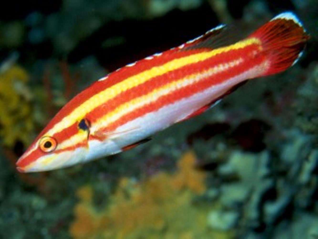 Peppermint Hogfish