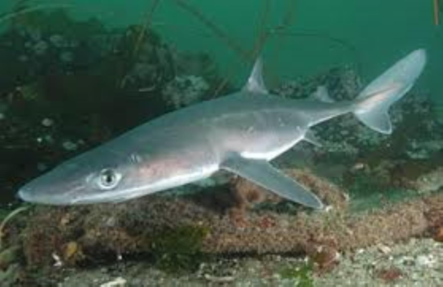 Piked/Spiny Dogfish Information and Picture | Sea Animals