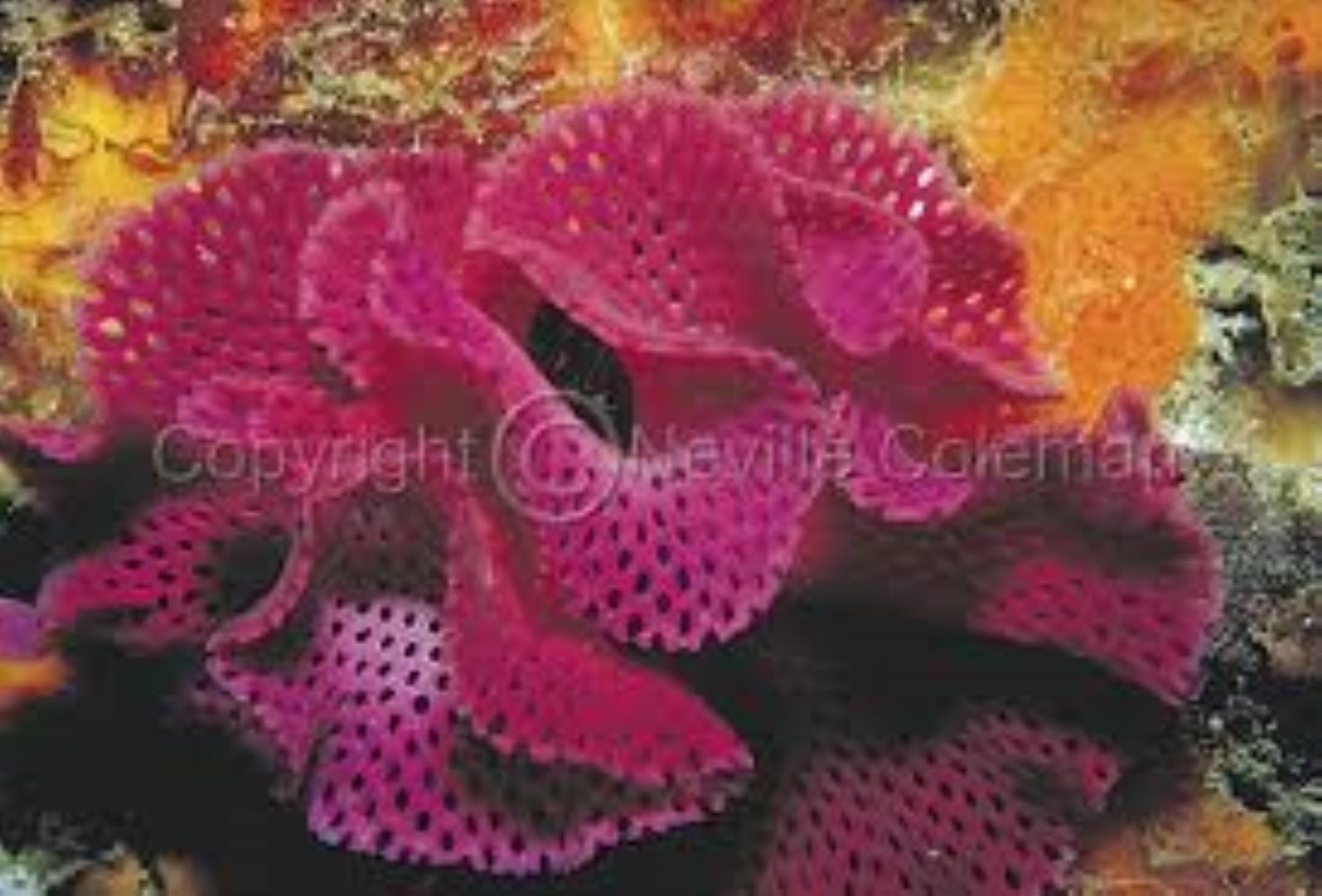 Pink Lace Bryozoan