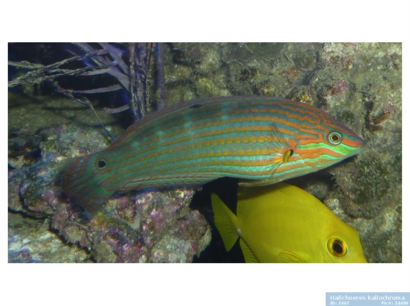 Pink-snouted Wrasse