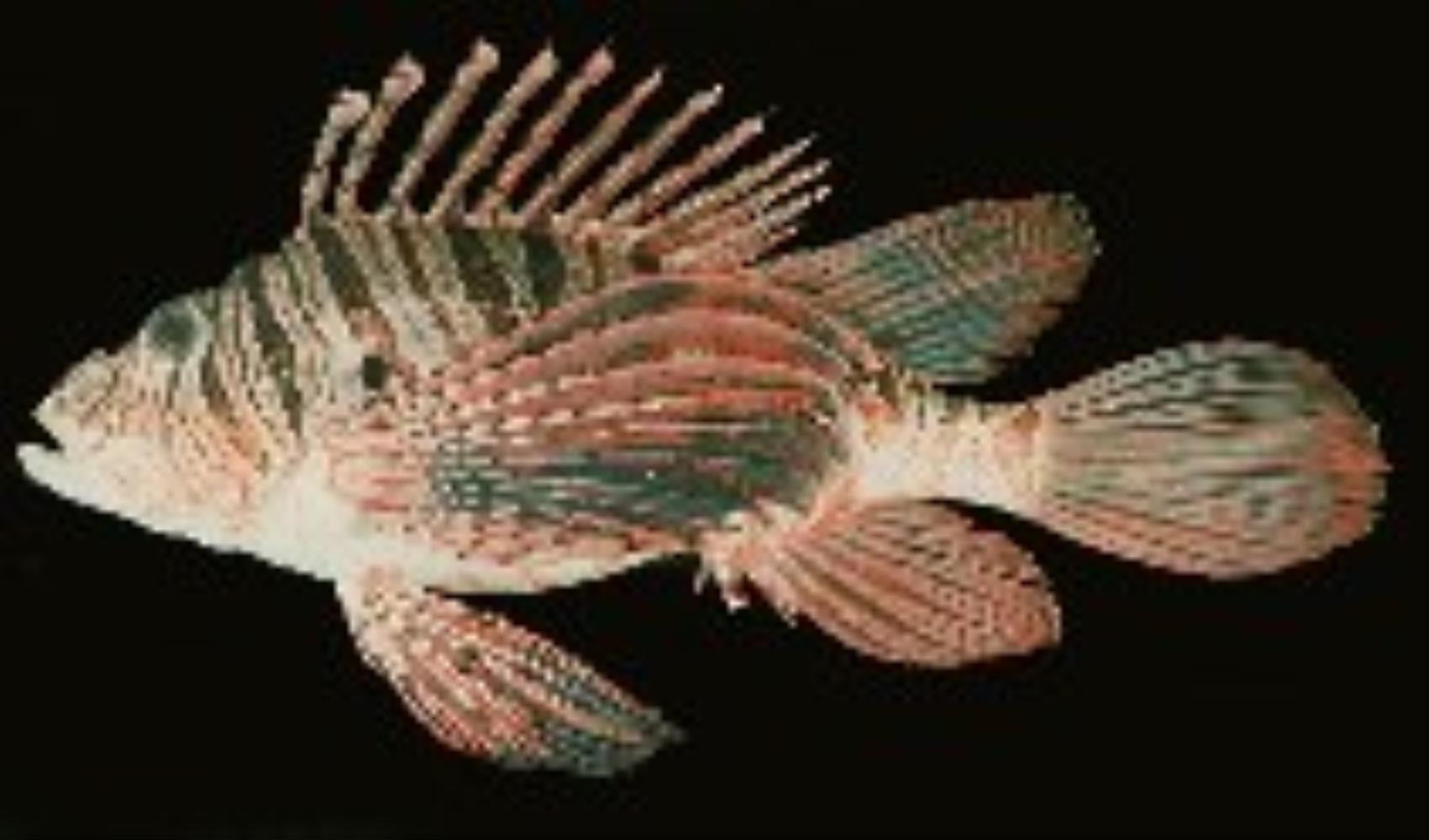 Plaintail Turkeyfish