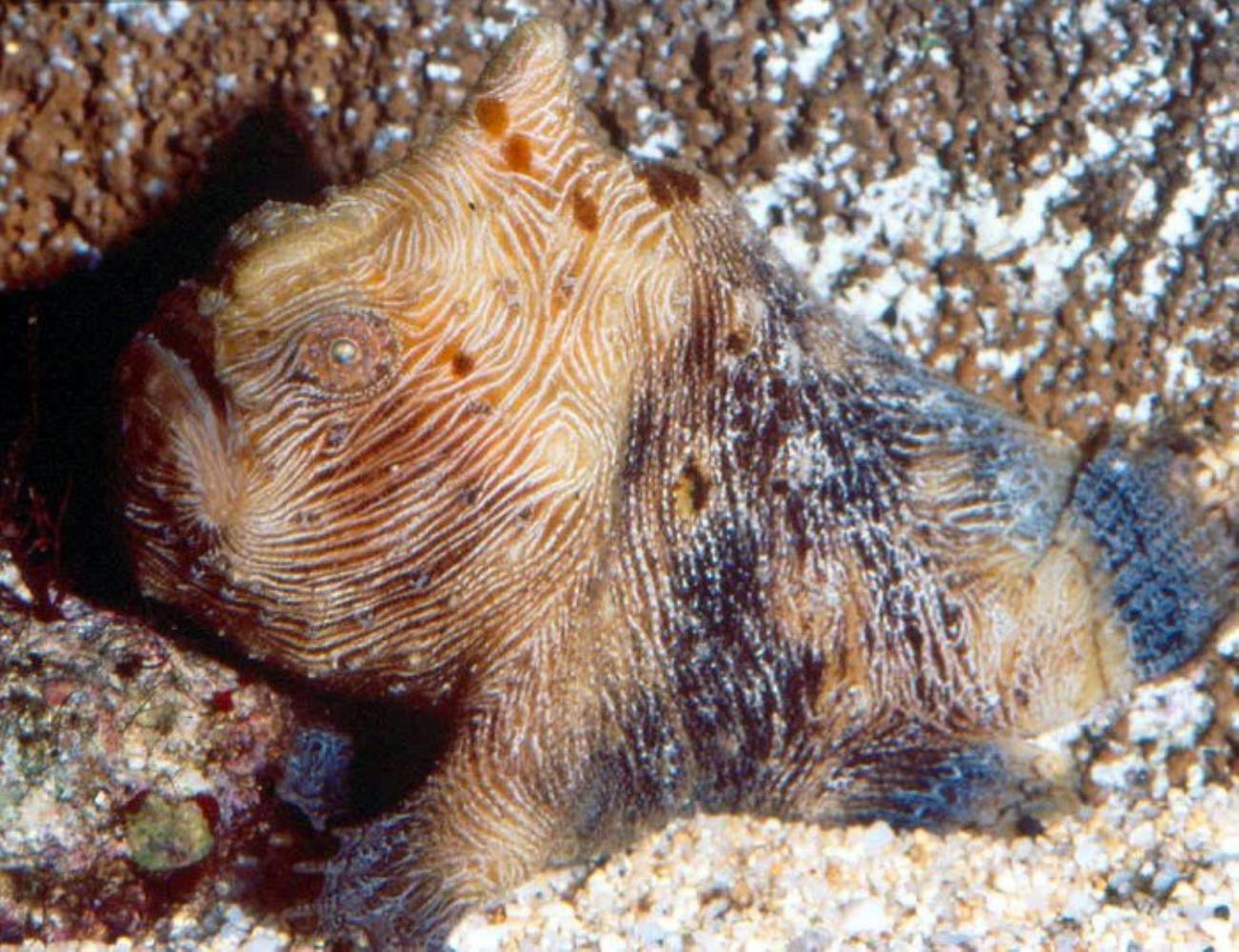 Pygmy Frogfish