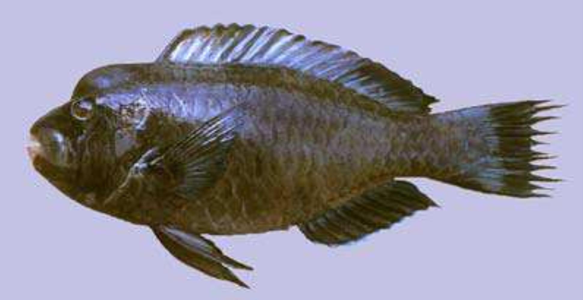 Raggedfin Parrotfish