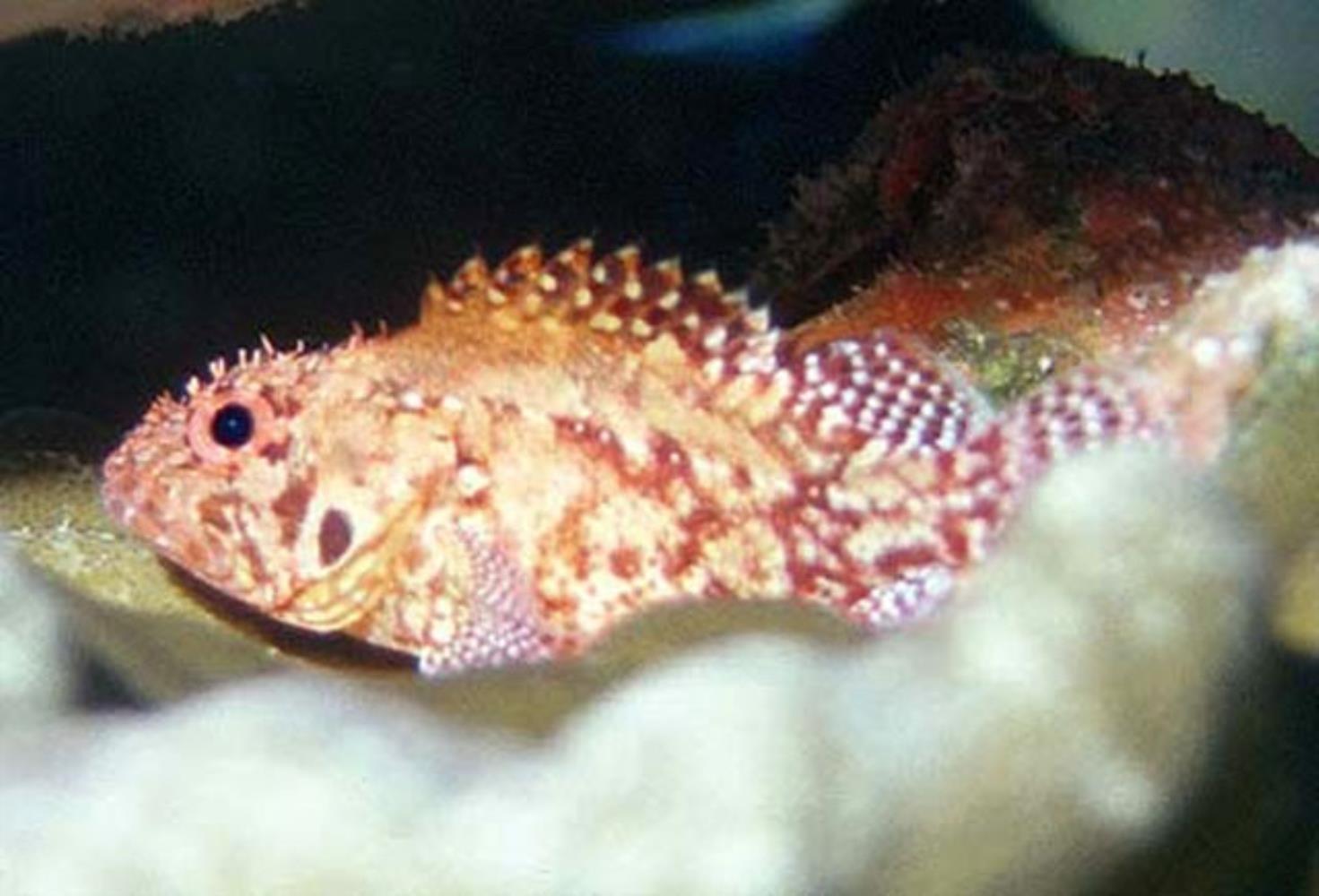 Rainbow Scorpionfish