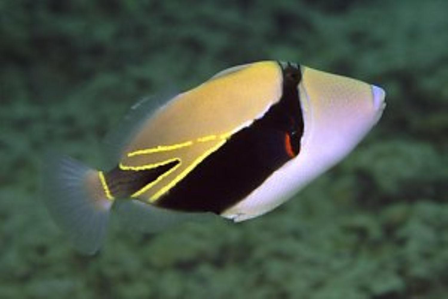 Rectangular Triggerfish