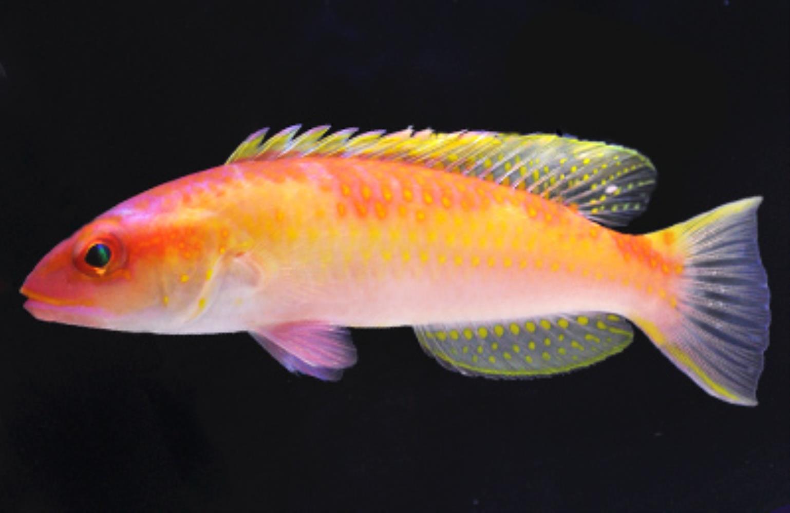 Red Hogfish