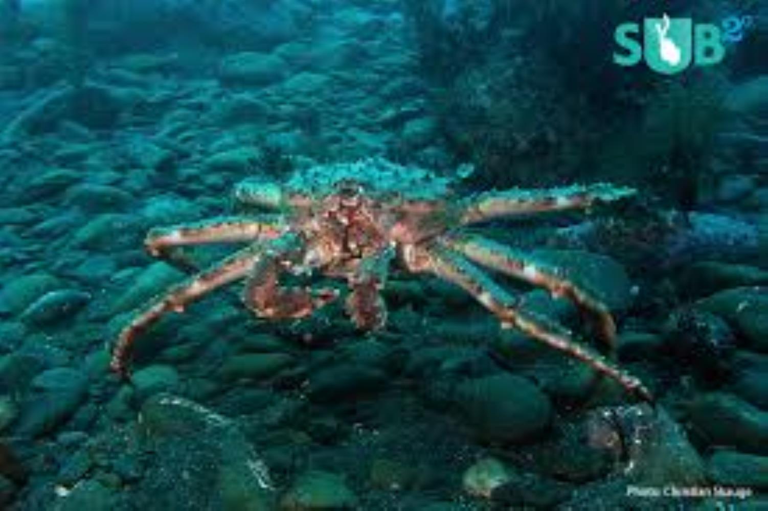 Red King Crab Information and Picture | Sea Animals