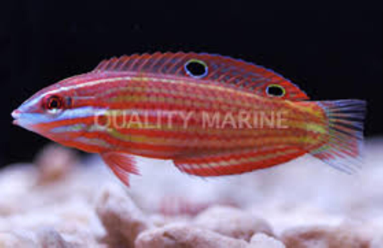 Red-lined Wrasse