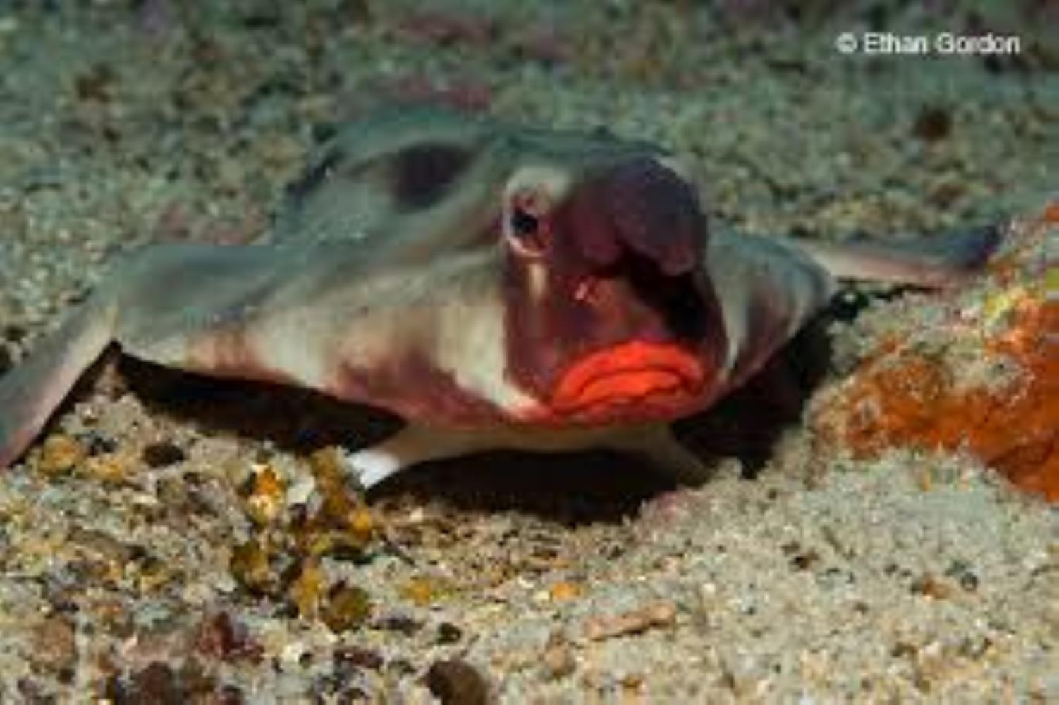 Red-Lipped/Galapagos Batfish