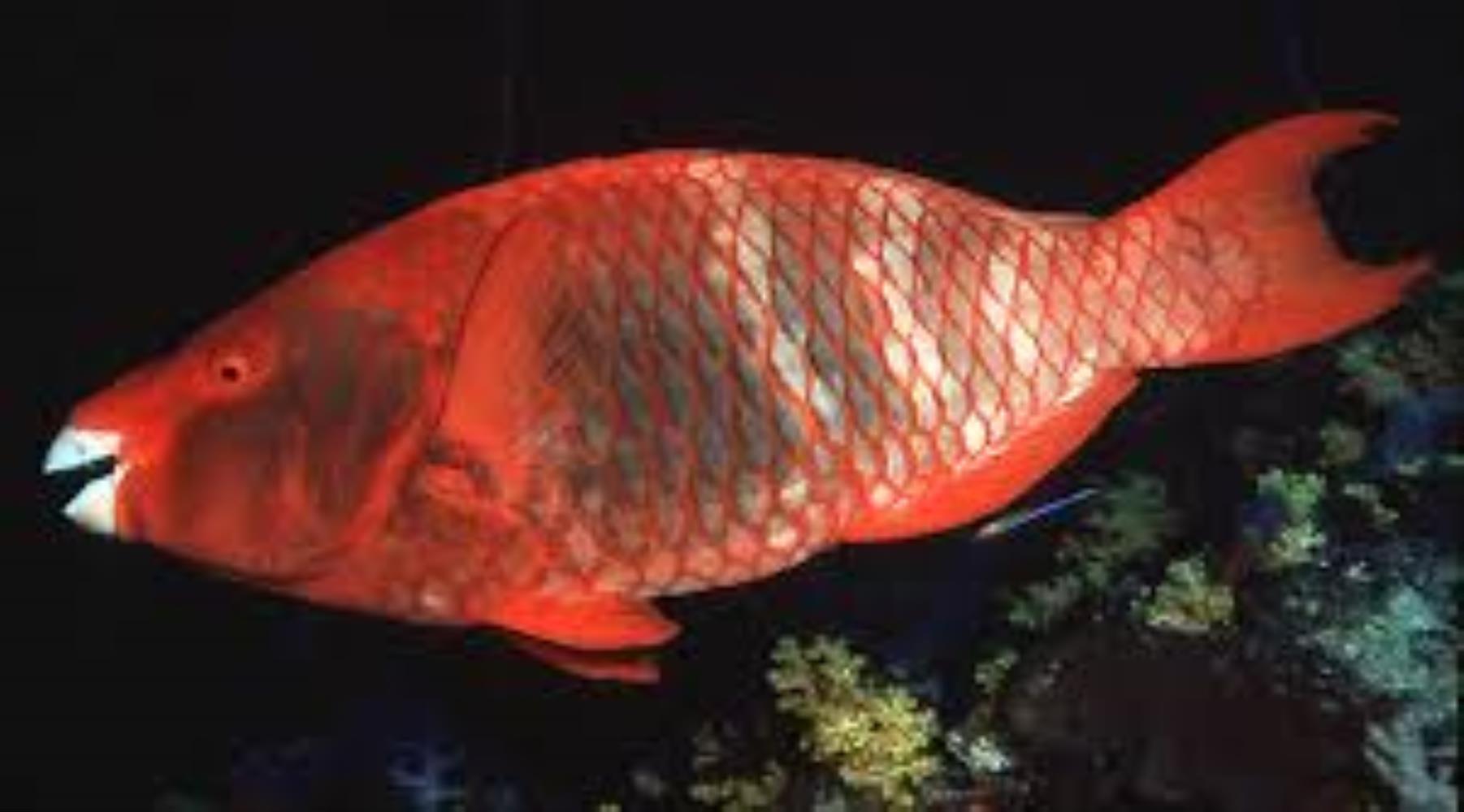 Red Parrotfish