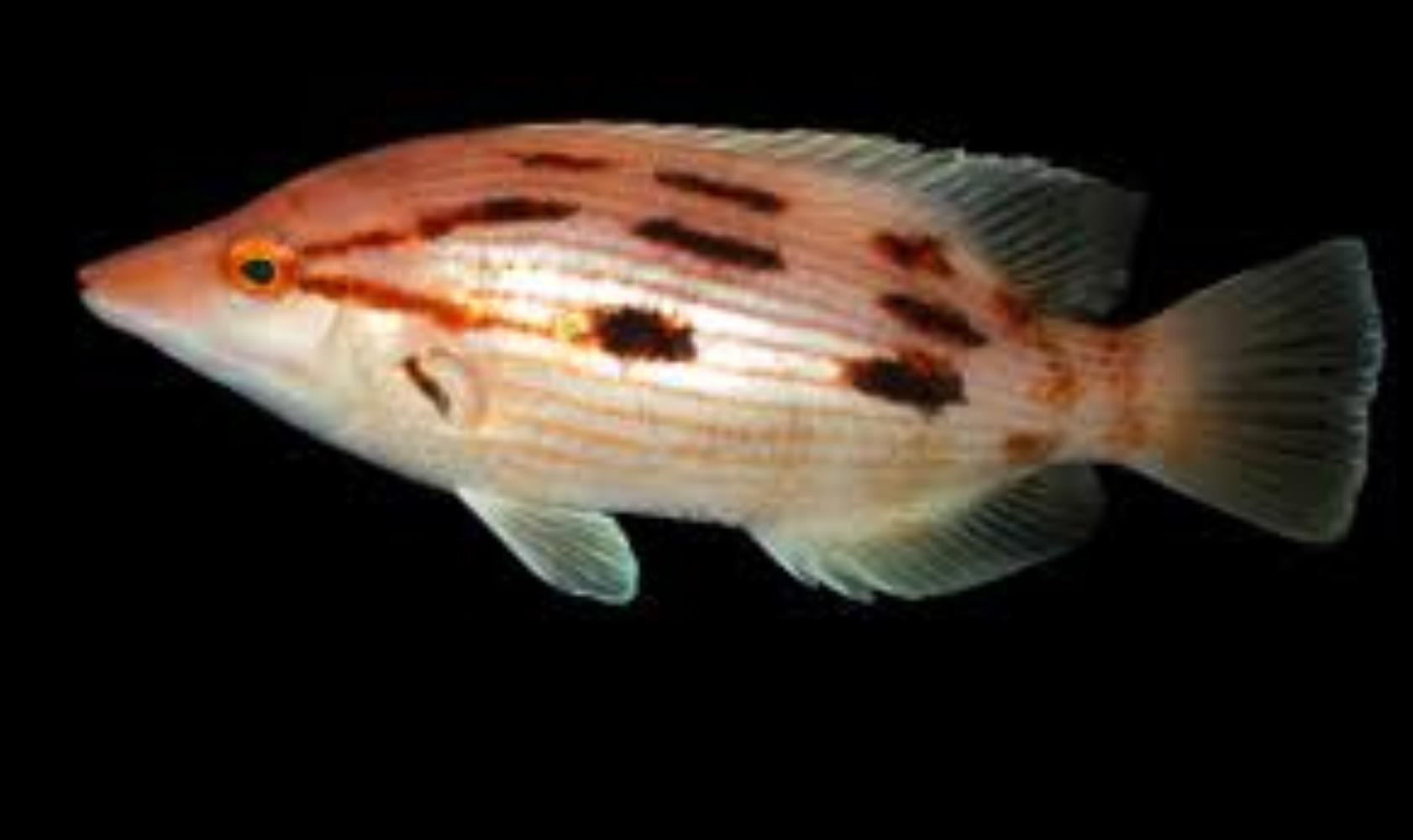 Red Pigfish