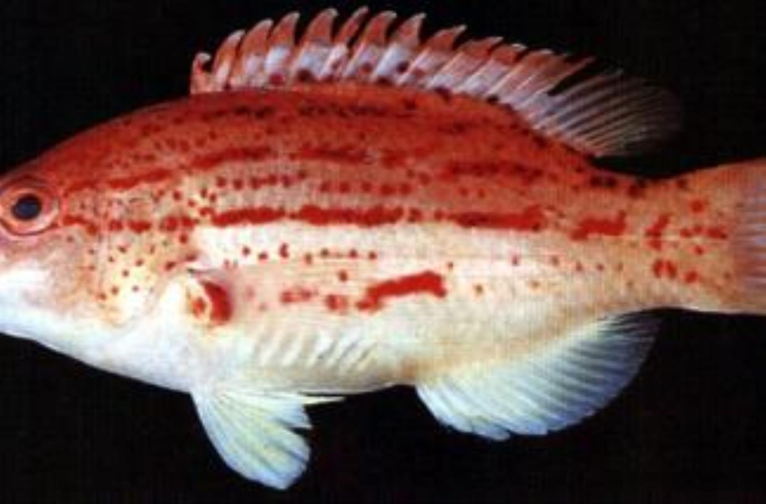 Red-sashed Hogfish