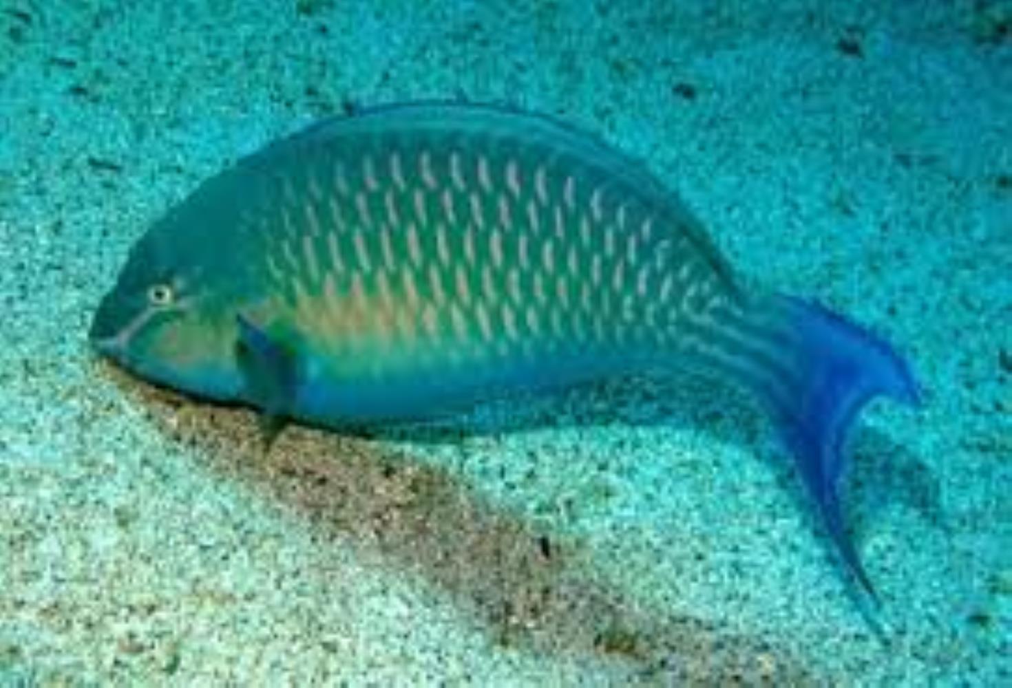 Red Sea Parrotfish