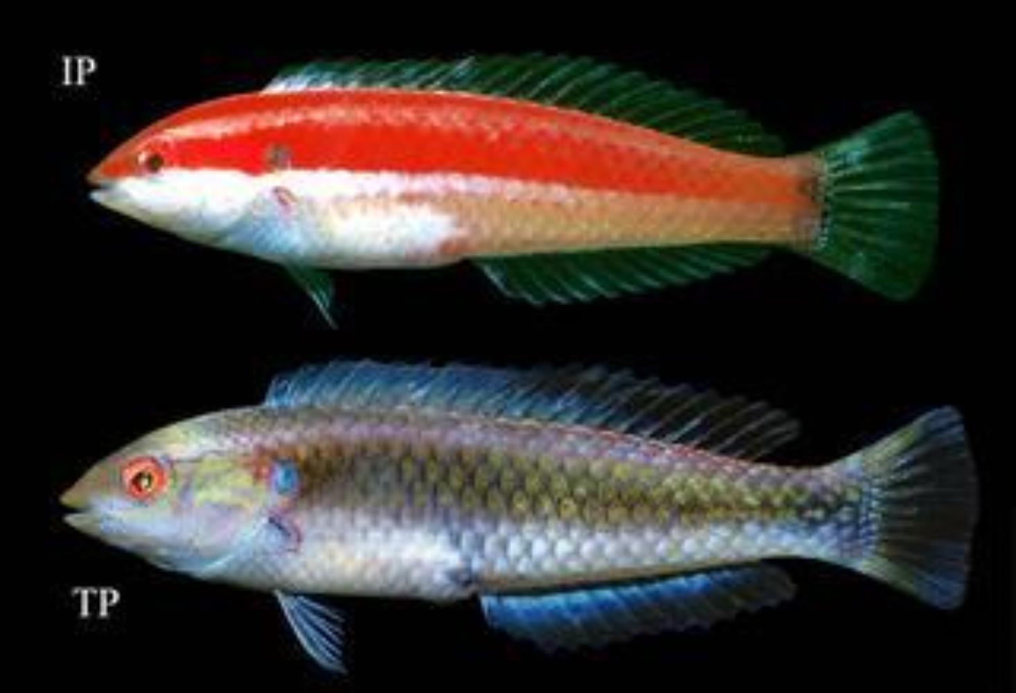 Red-striped Wrasse
