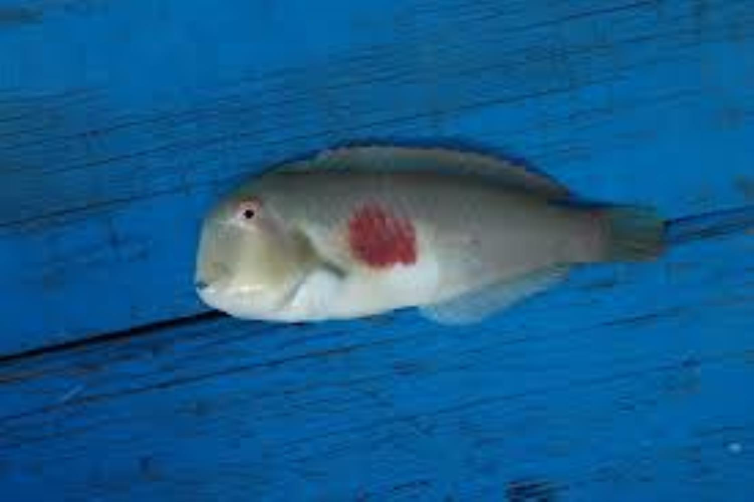 Redblotch Razorfish