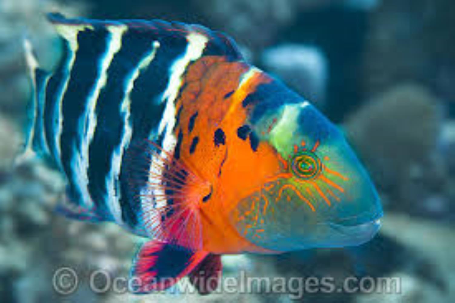 Redbreasted Wrasse