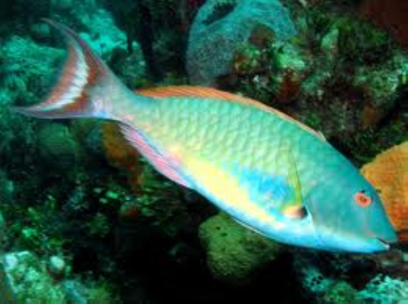 Redtail Parrotfish