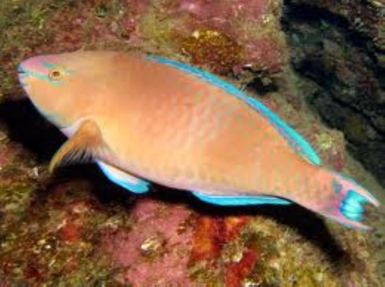 Regal Parrotfish