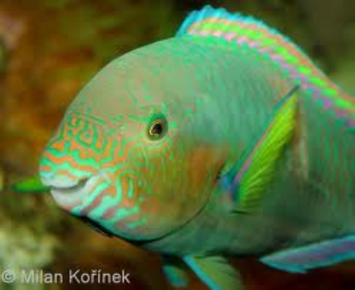 Rivulated Parrotfish