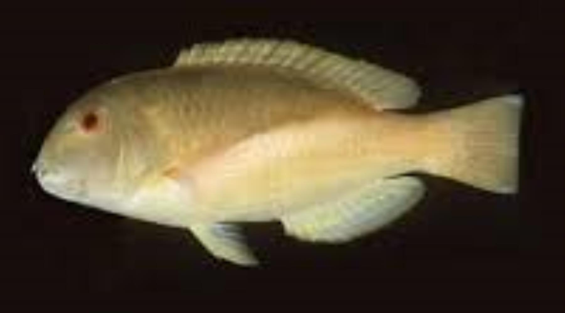 Robust Tuskfish