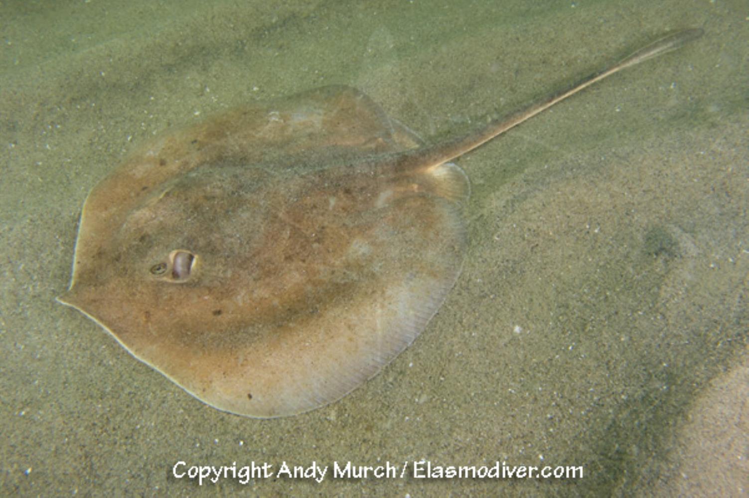 Rogers' Round Ray