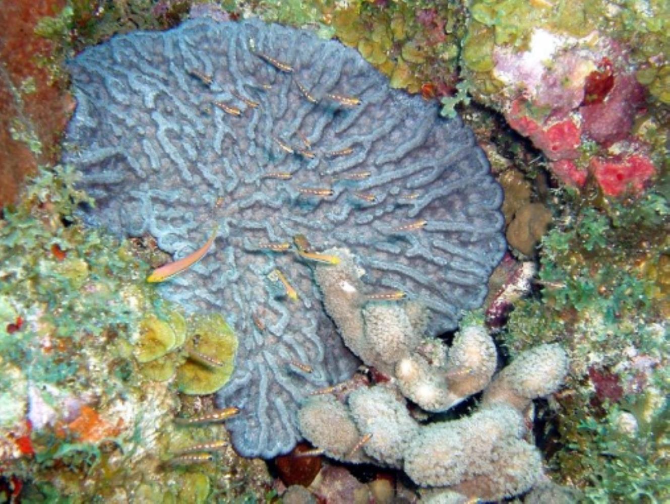 Rough Cactus Coral