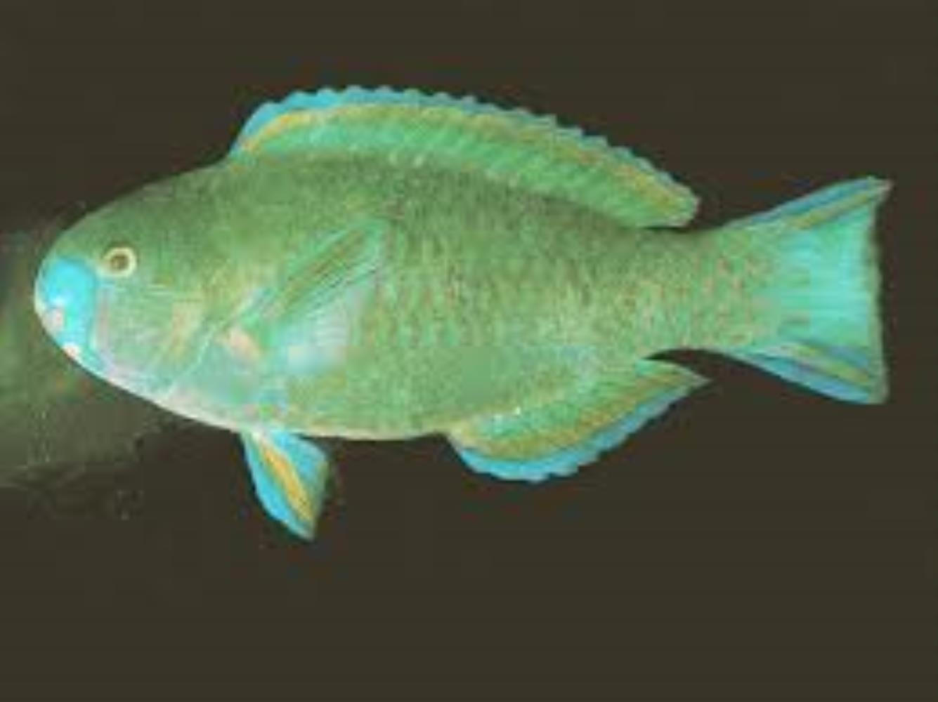 Roundhead Parrotfish