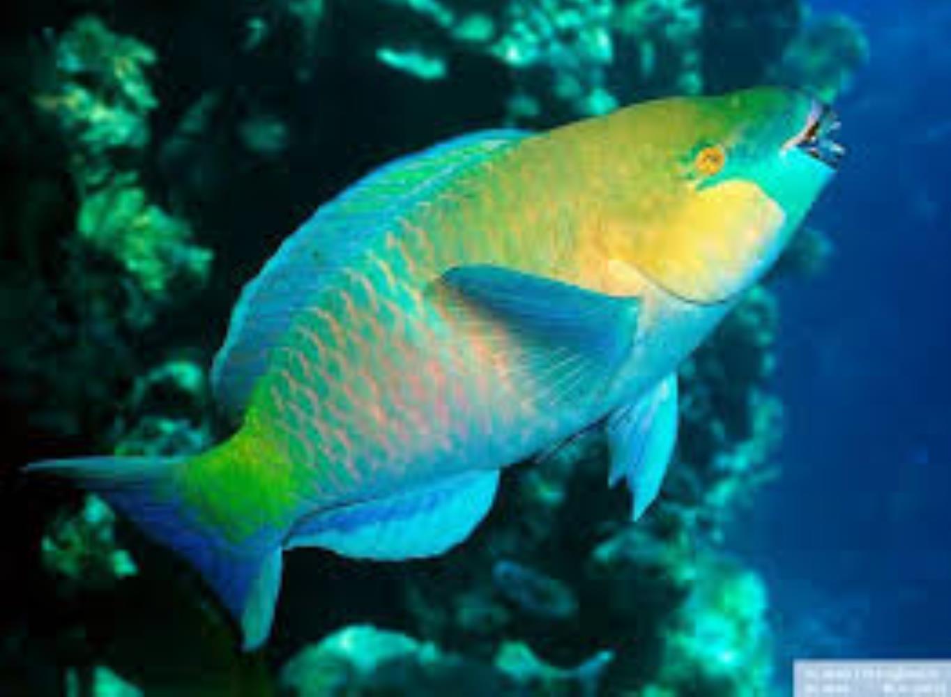 Rusty Parrotfish