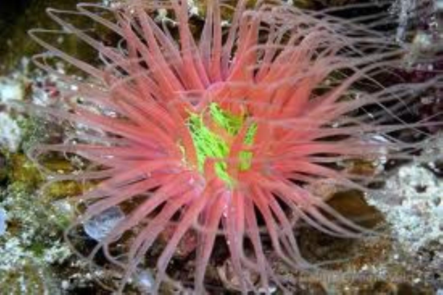 Sand anemone