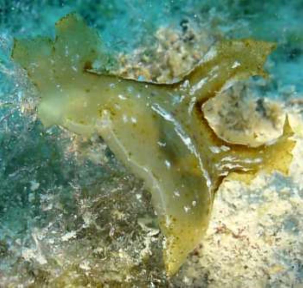 Sargassum Nudibranch