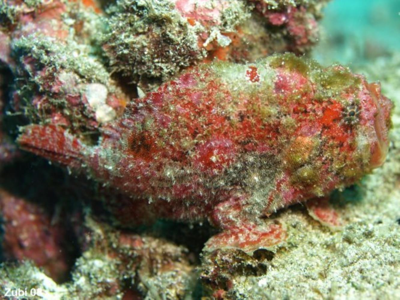 Scarlet Frogfish