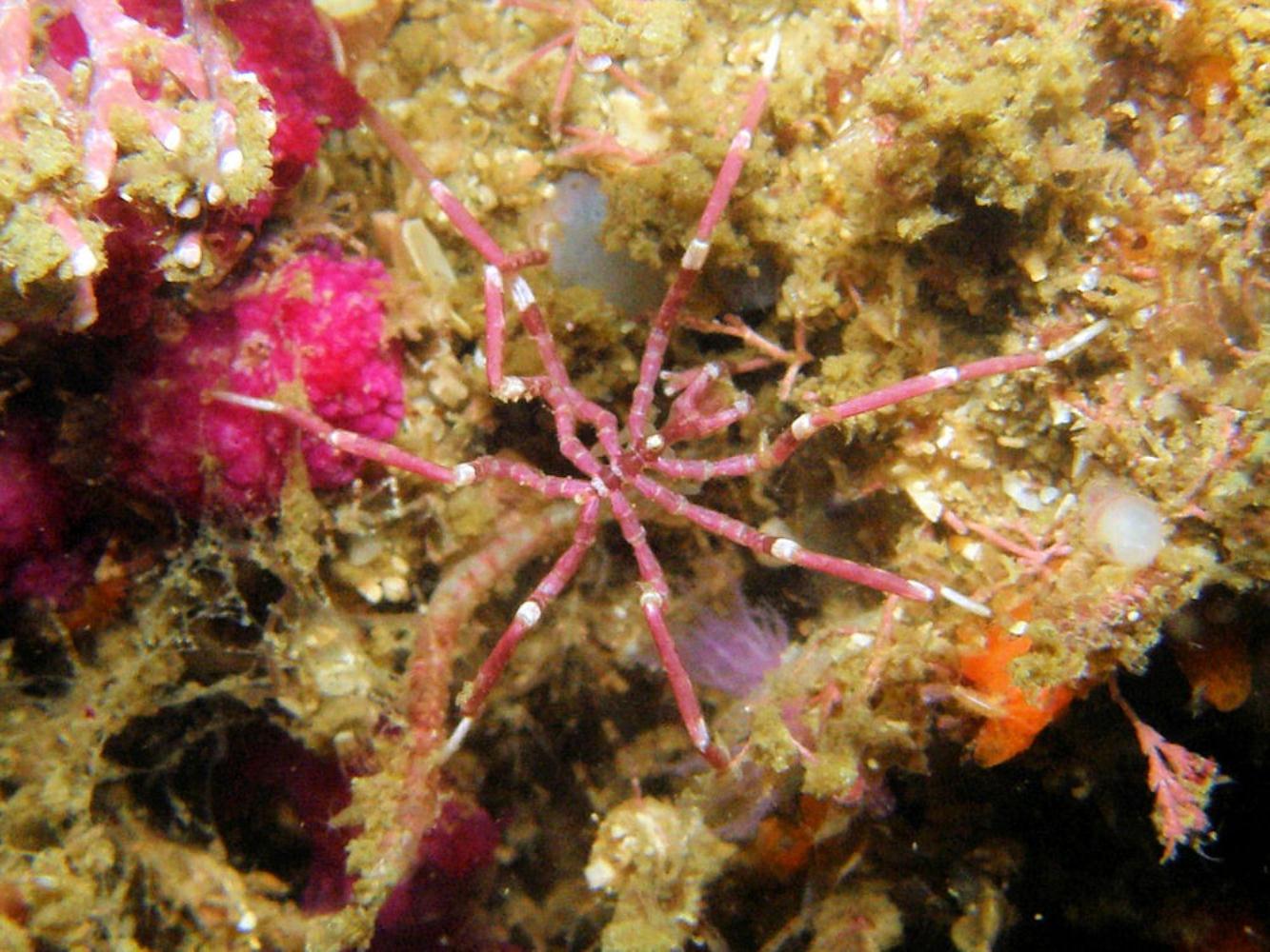 Scarlet sea spider