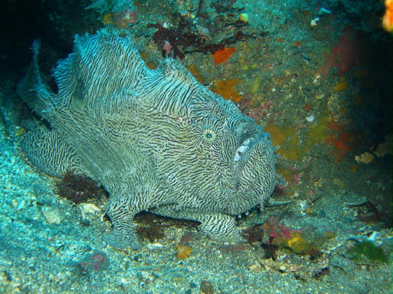 Scripted Frogfish