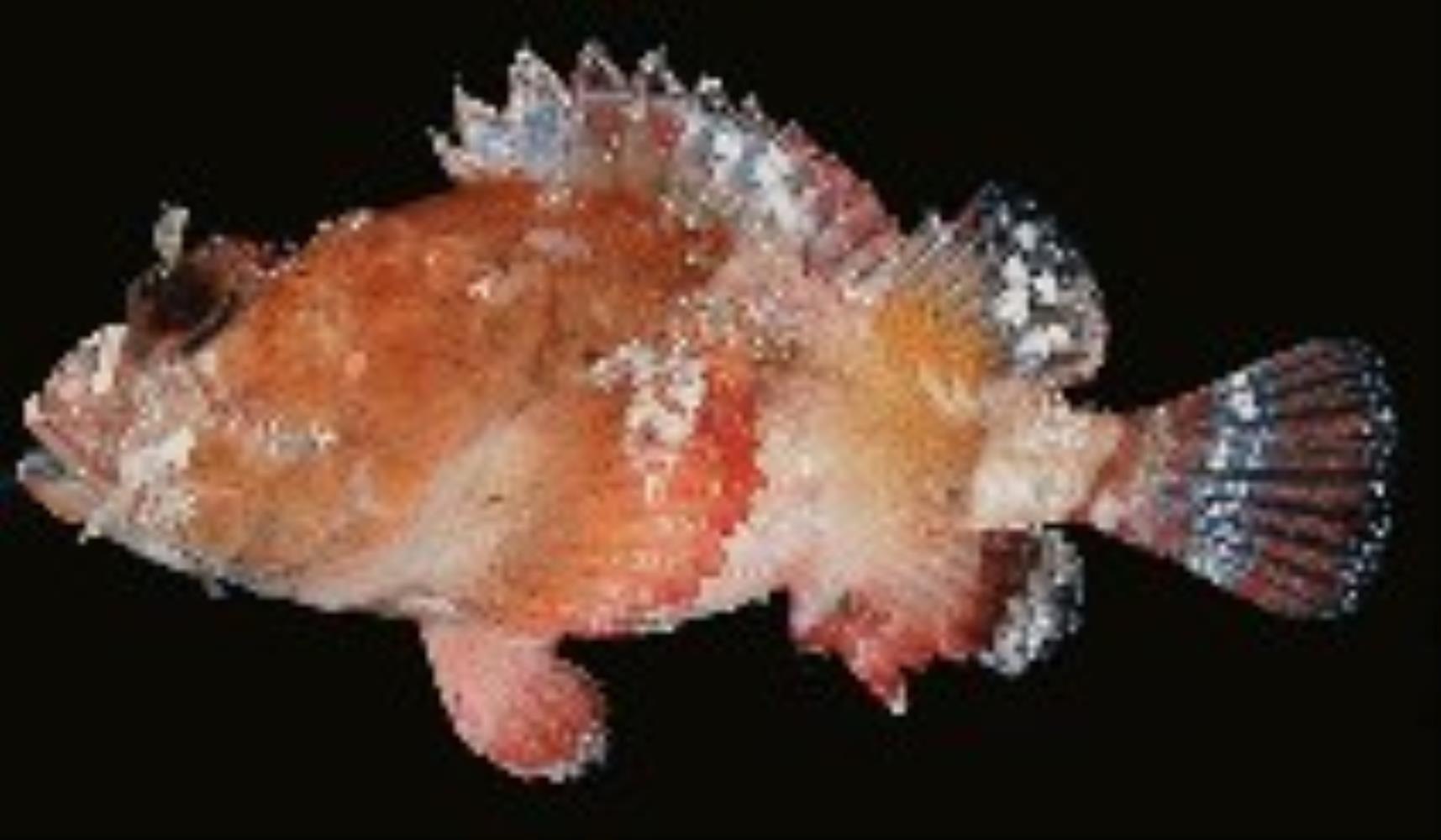 Sculpin Scorpionfish