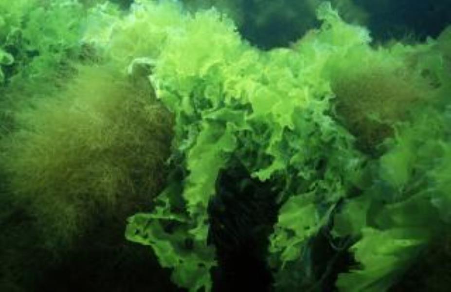 Sea Lettuce