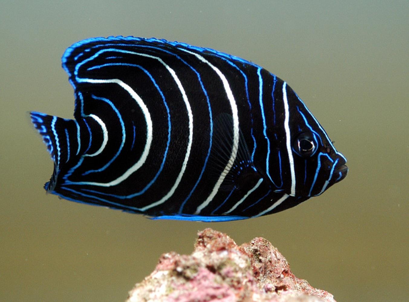 Semicircle Angelfish (Juvenile)