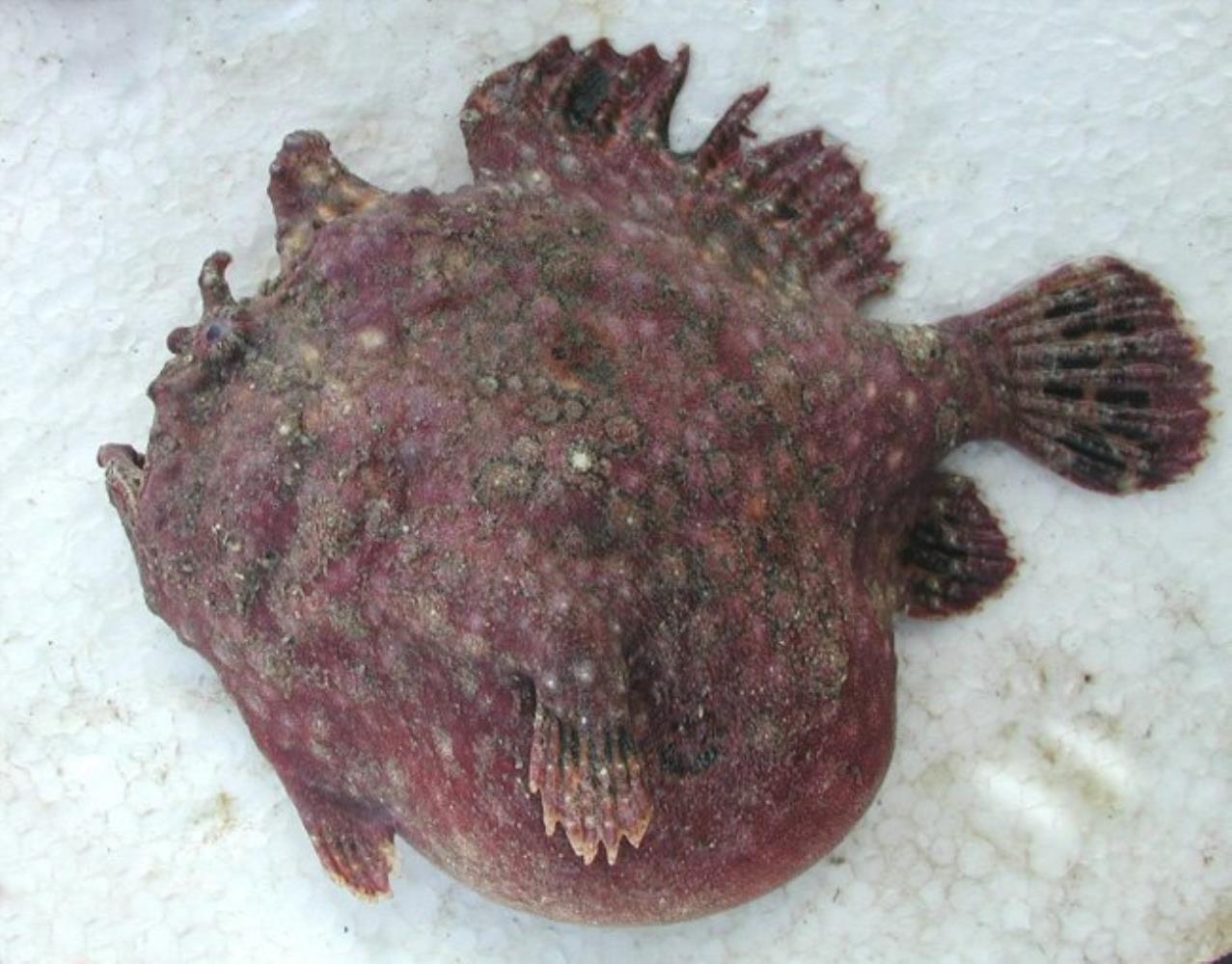 Senegalese Frogfish