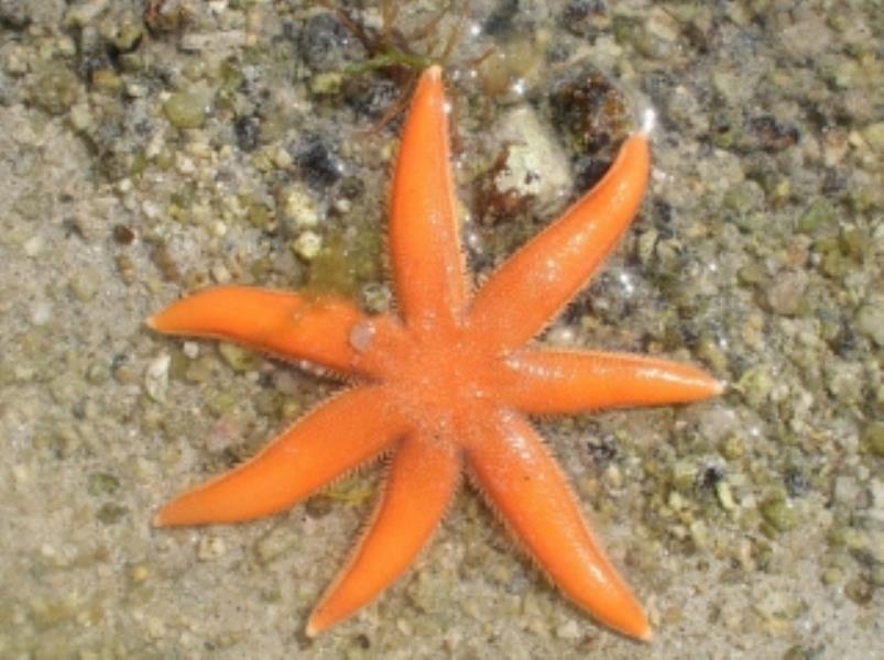 Seven-arm Starfish
