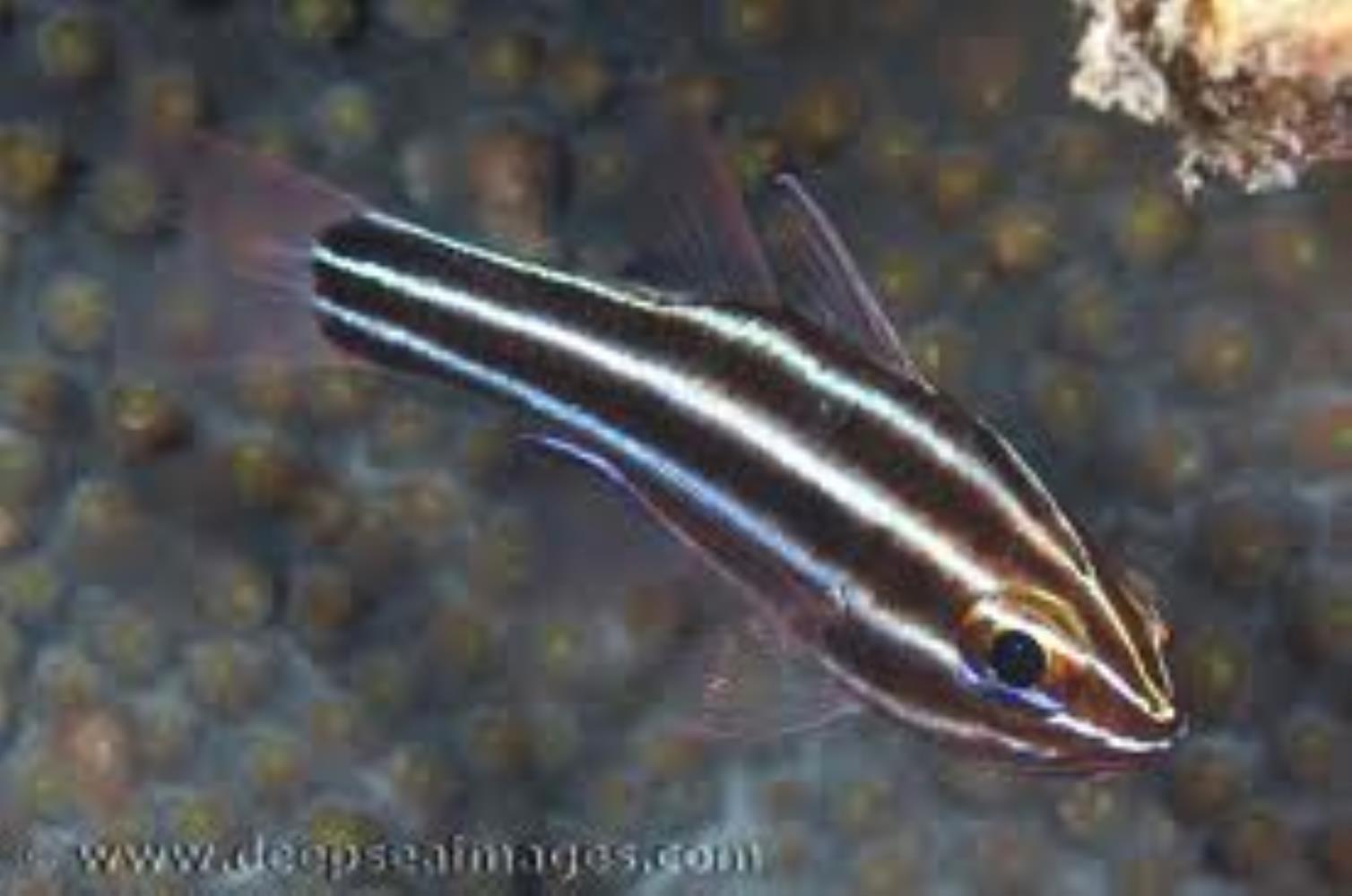 Sevenstriped Cardinalfish