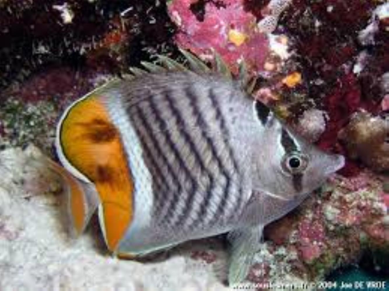 Seychelles Butterflyfish