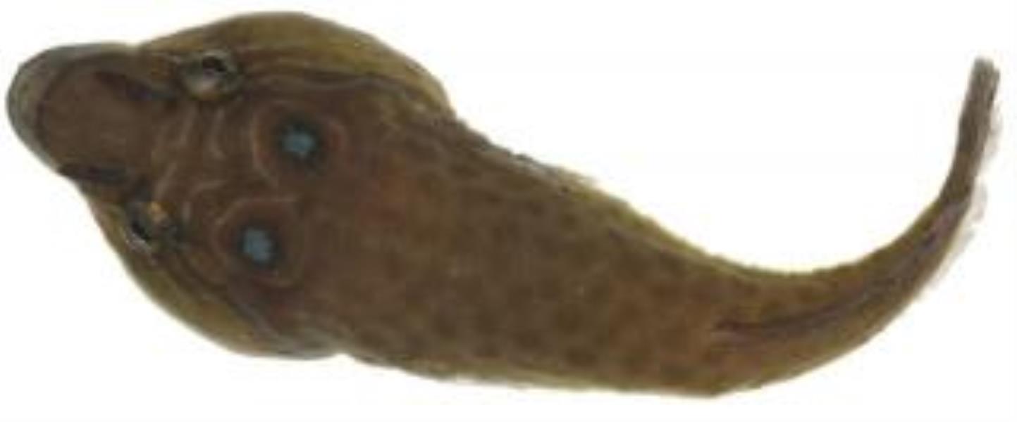 Shore Clingfish