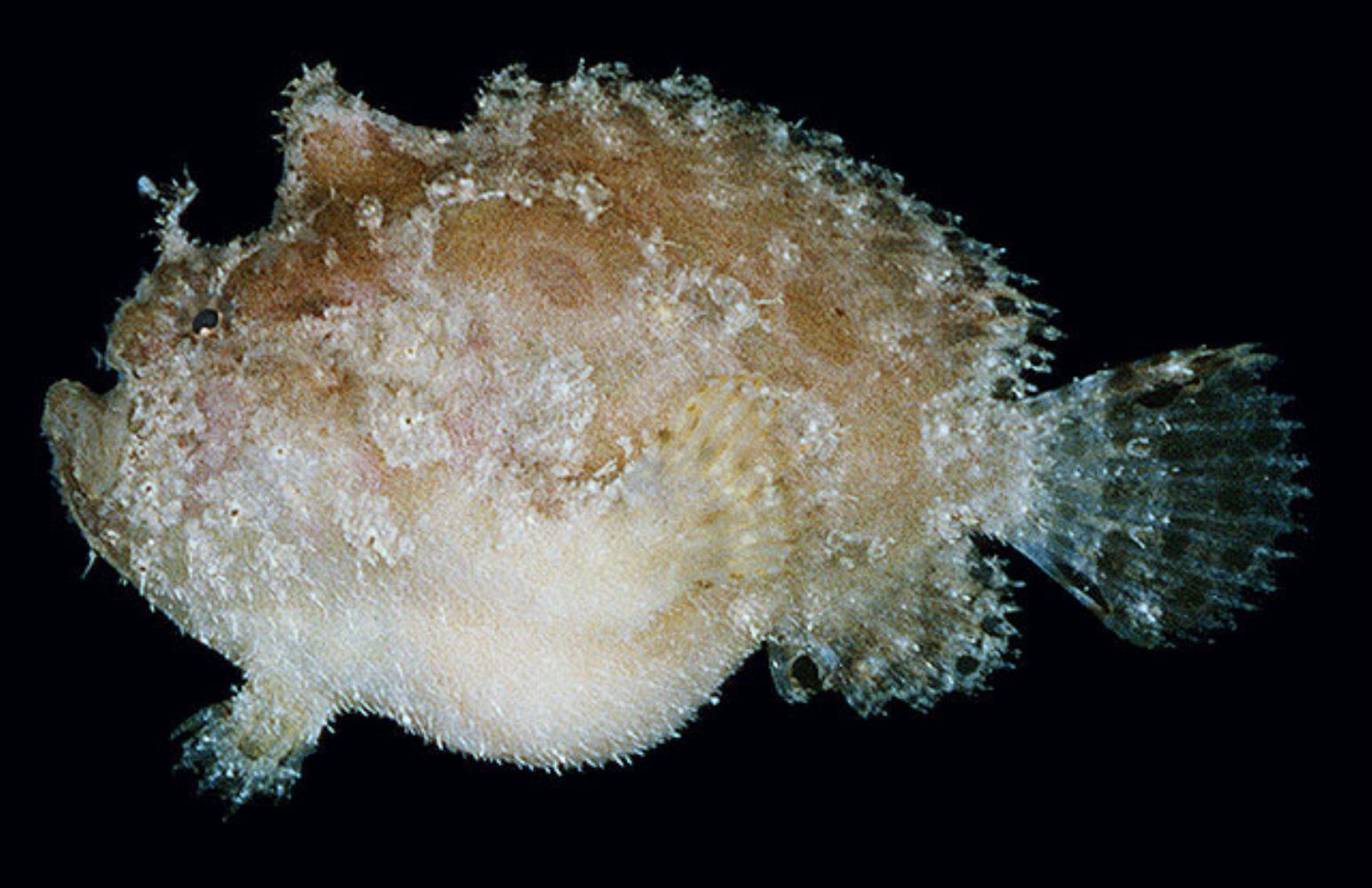 Side-Jet Frogfish